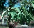 Silver Maple